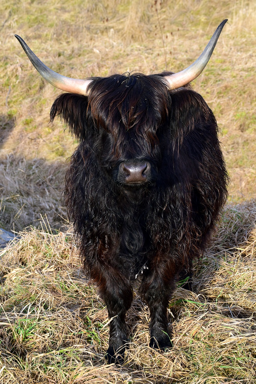 highland beef scottish galloway free photo