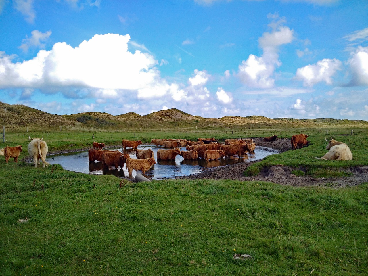 highland beef  highland cattle  grass free photo