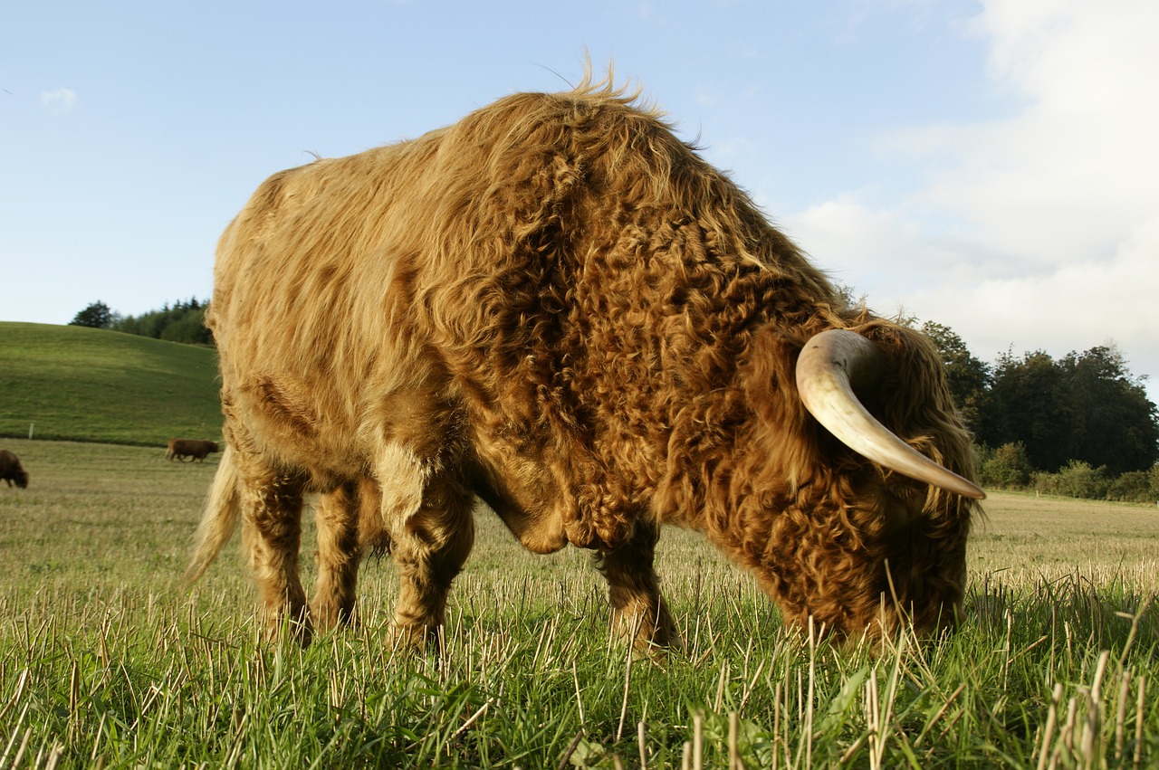 highland beef beef cow free photo