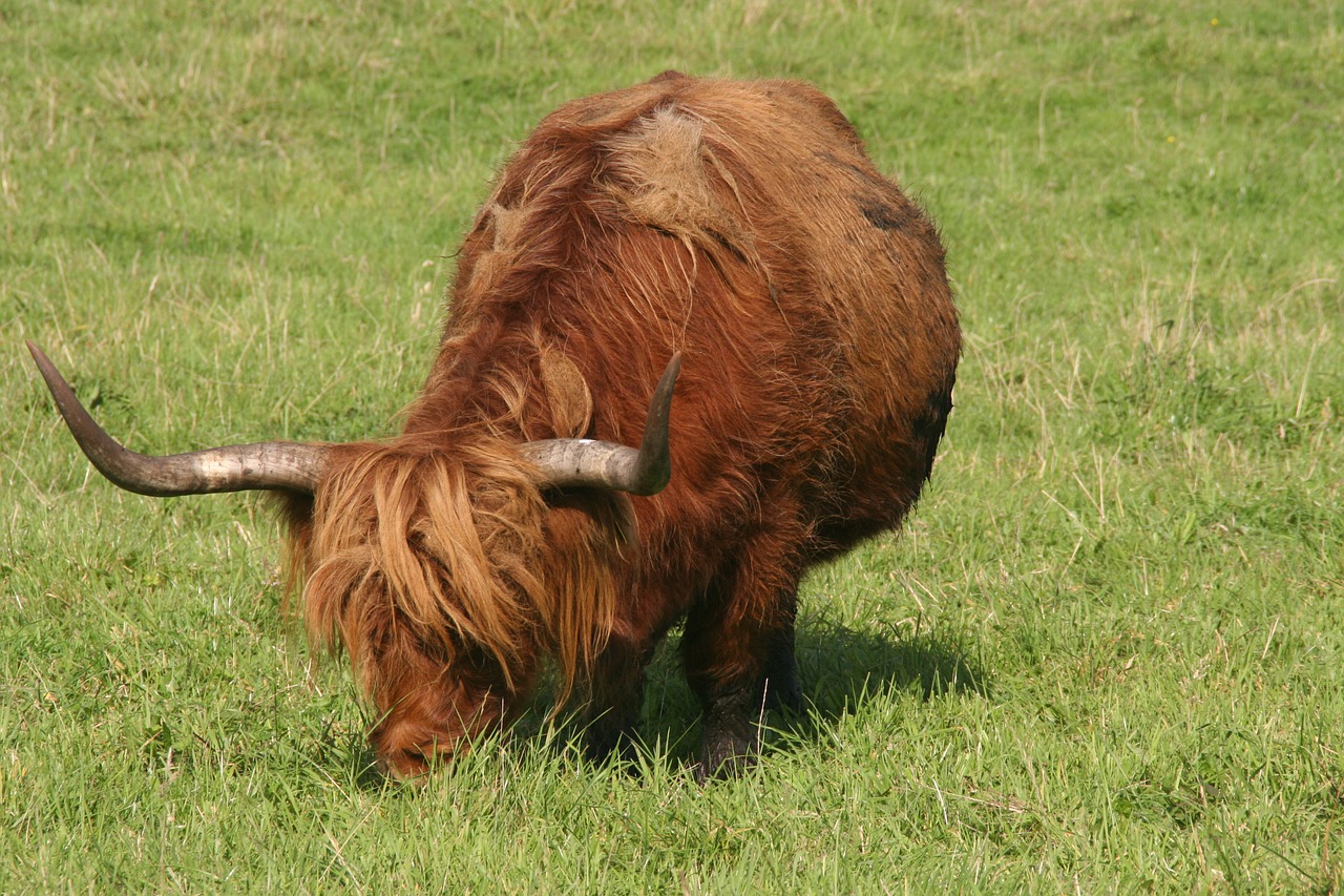 highland beef scottish beef free photo