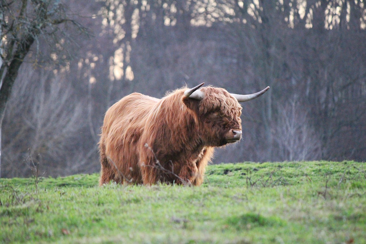 highland bull highland cattle kyloe free photo