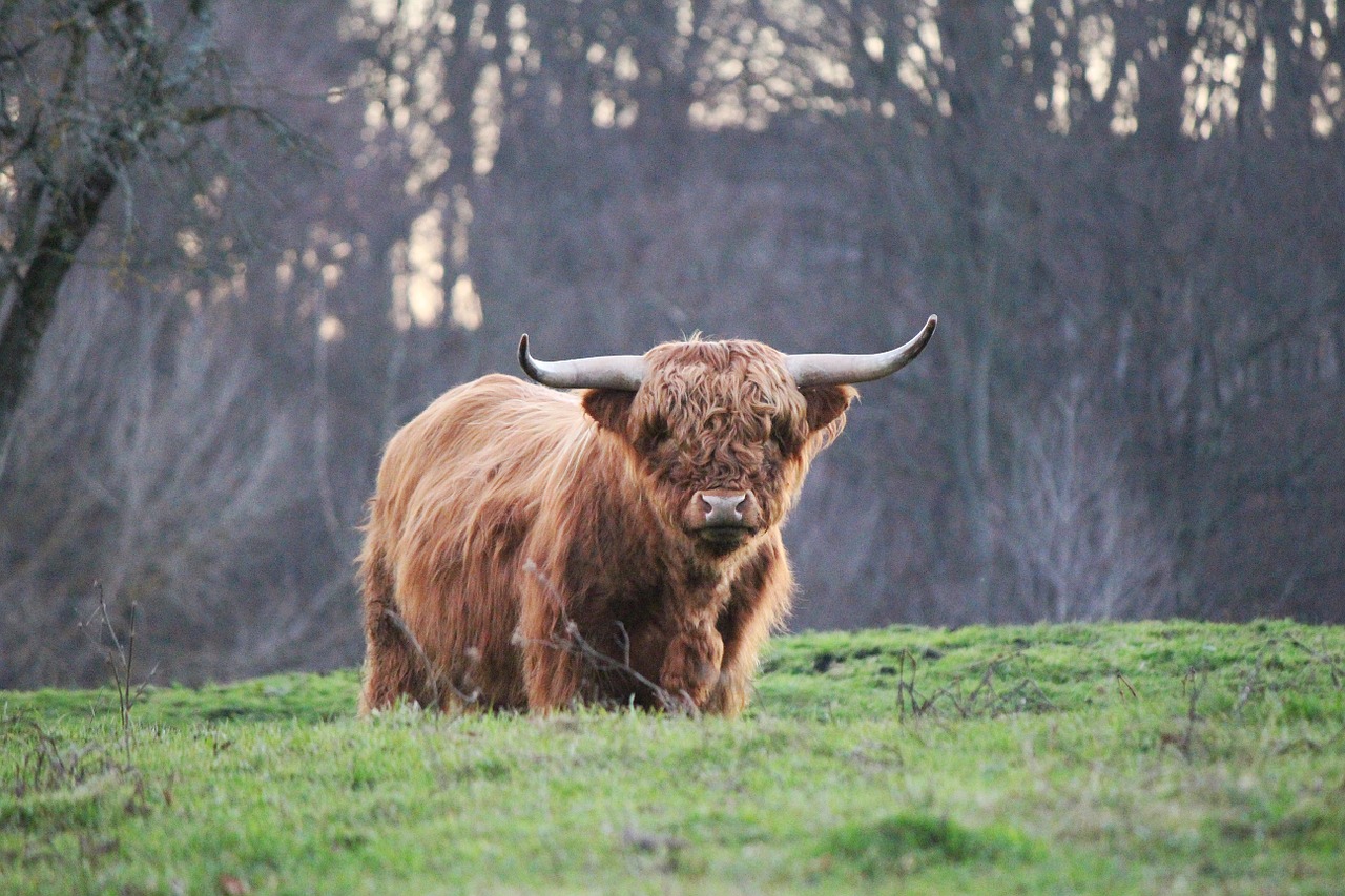 highland bull highland cattle kyloe free photo