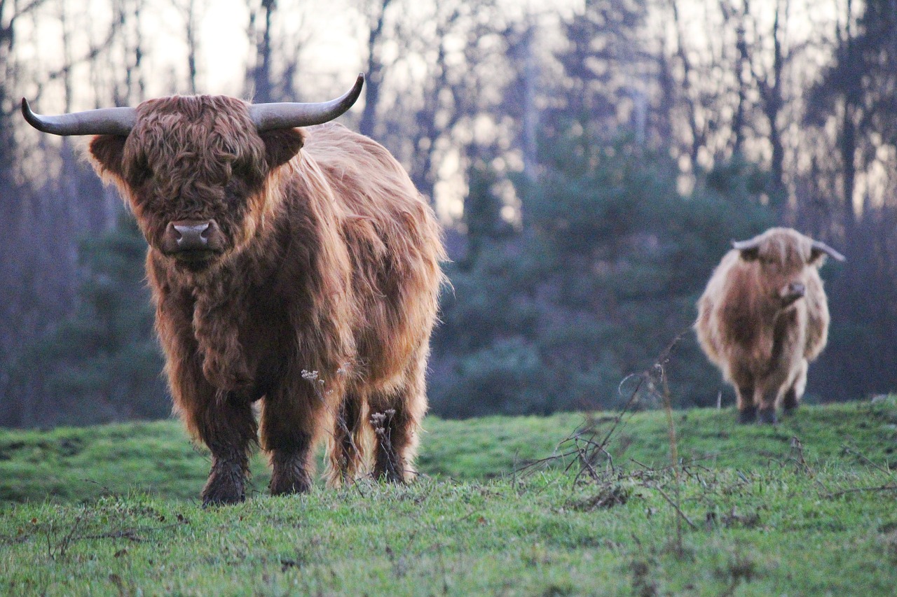 highland bulls highland cattle kyloe free photo
