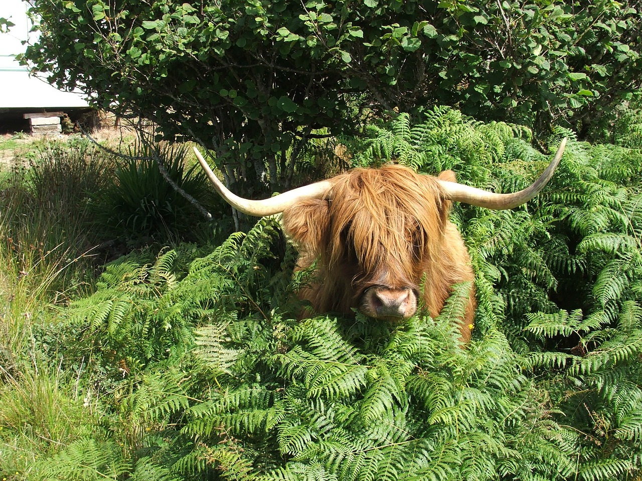 highland cattle cow scottish free photo