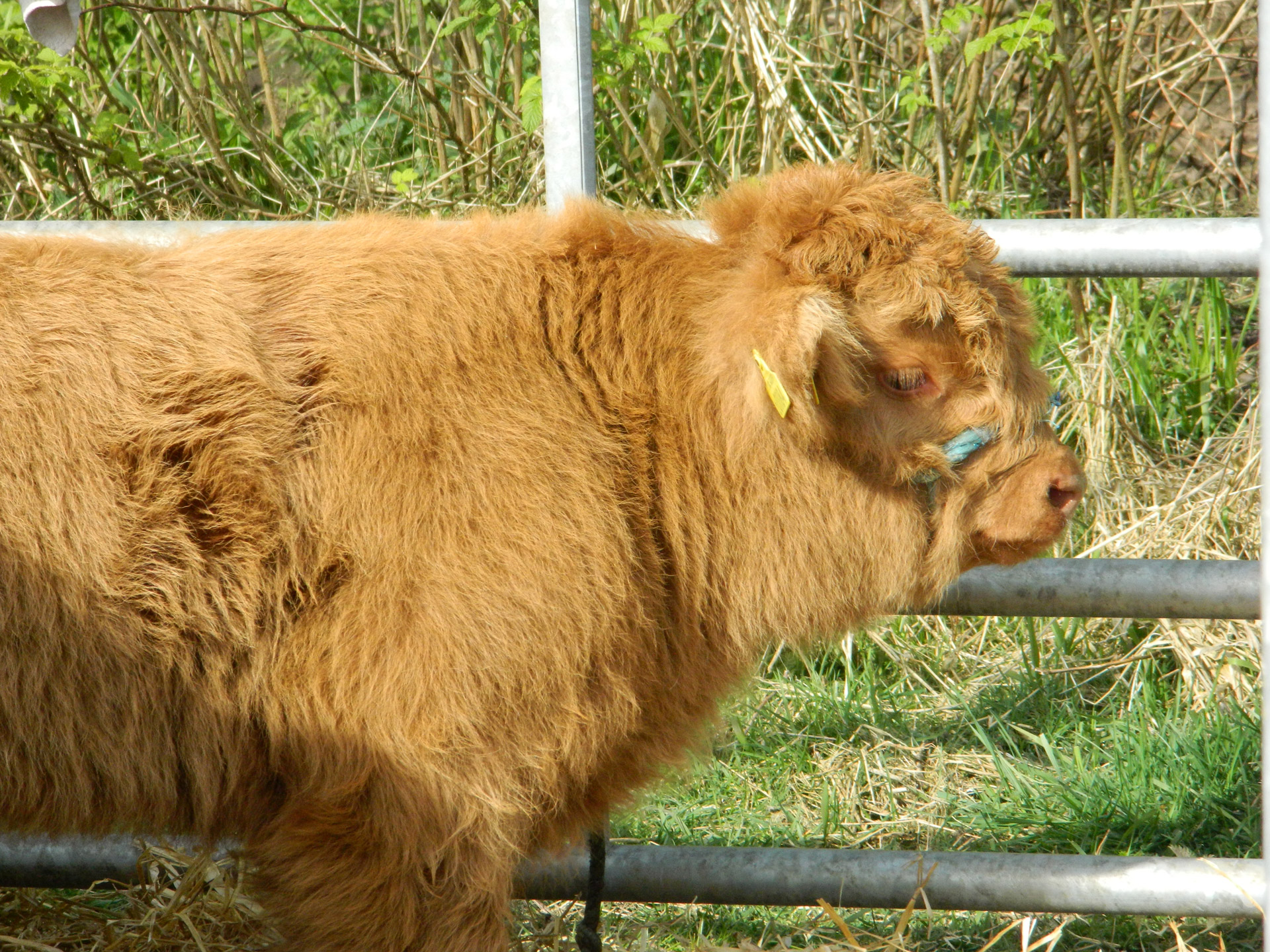 highland cattle show free photo