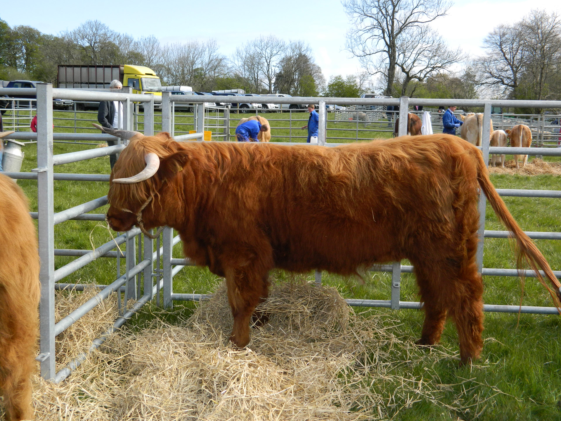 highland cattle show free photo