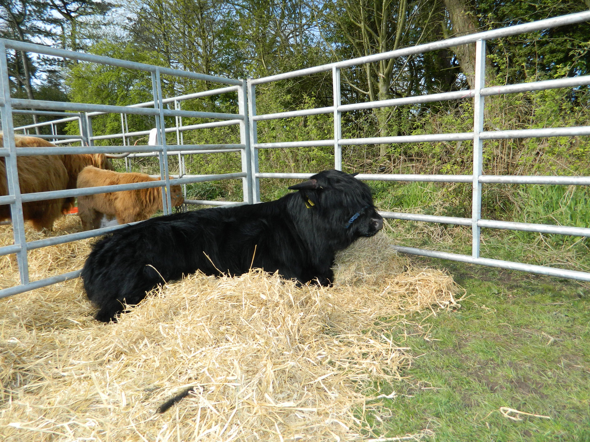 highland cattle show free photo