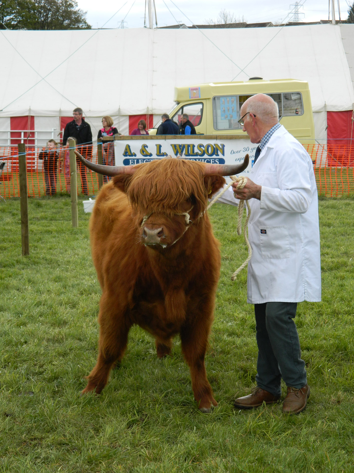 highland cattle show free photo