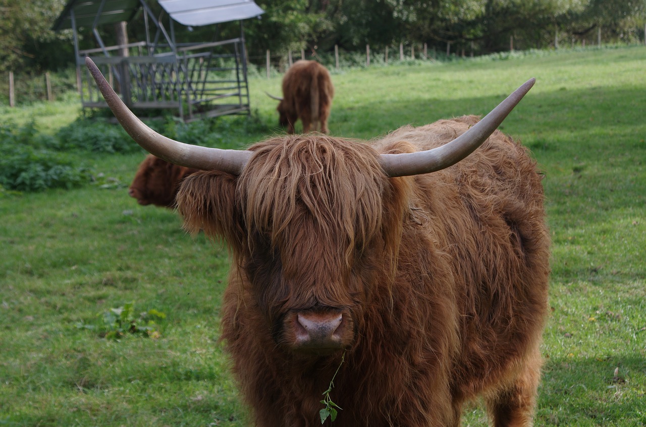 highland cattle highland cow rind free photo