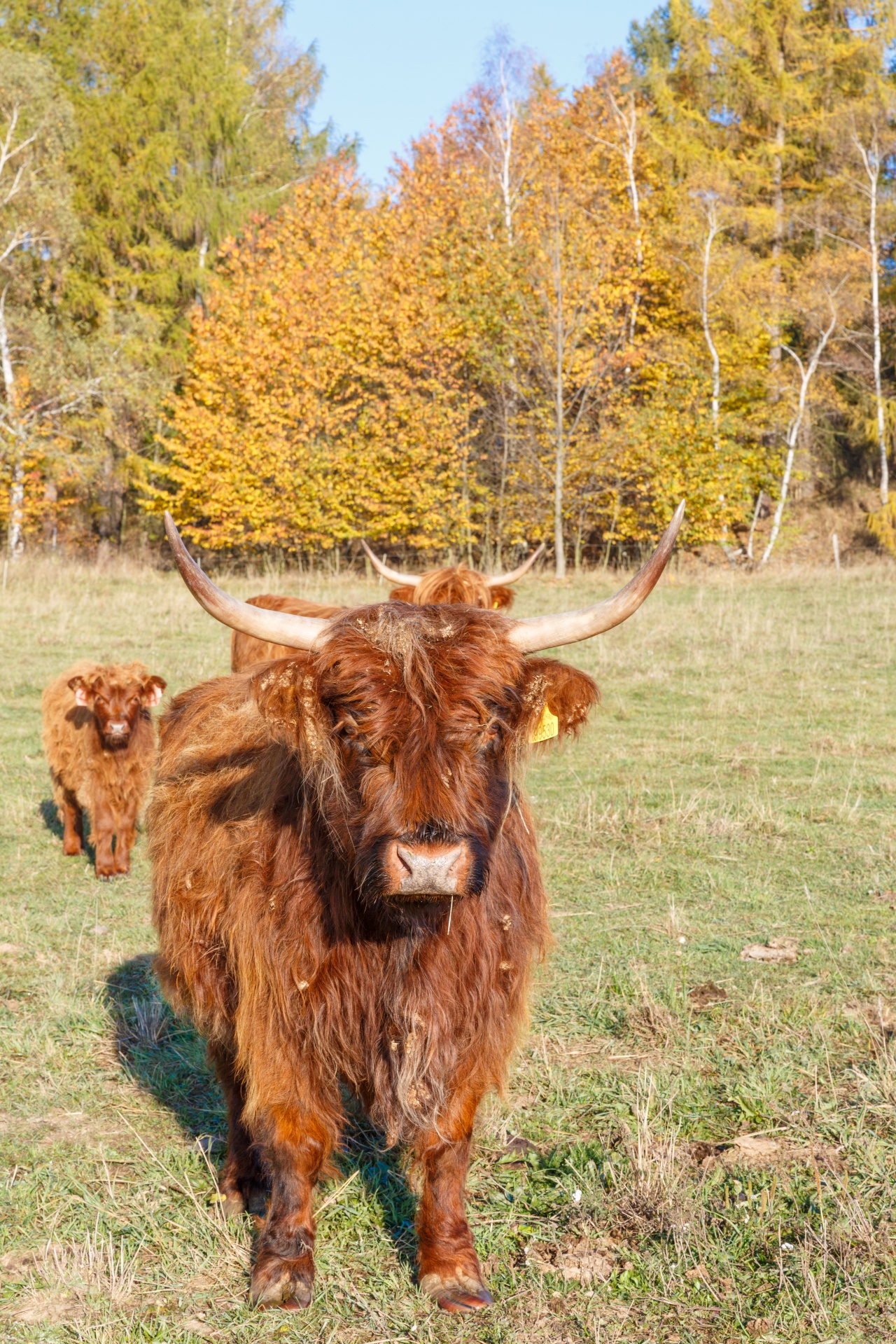 agriculture animal autumn free photo