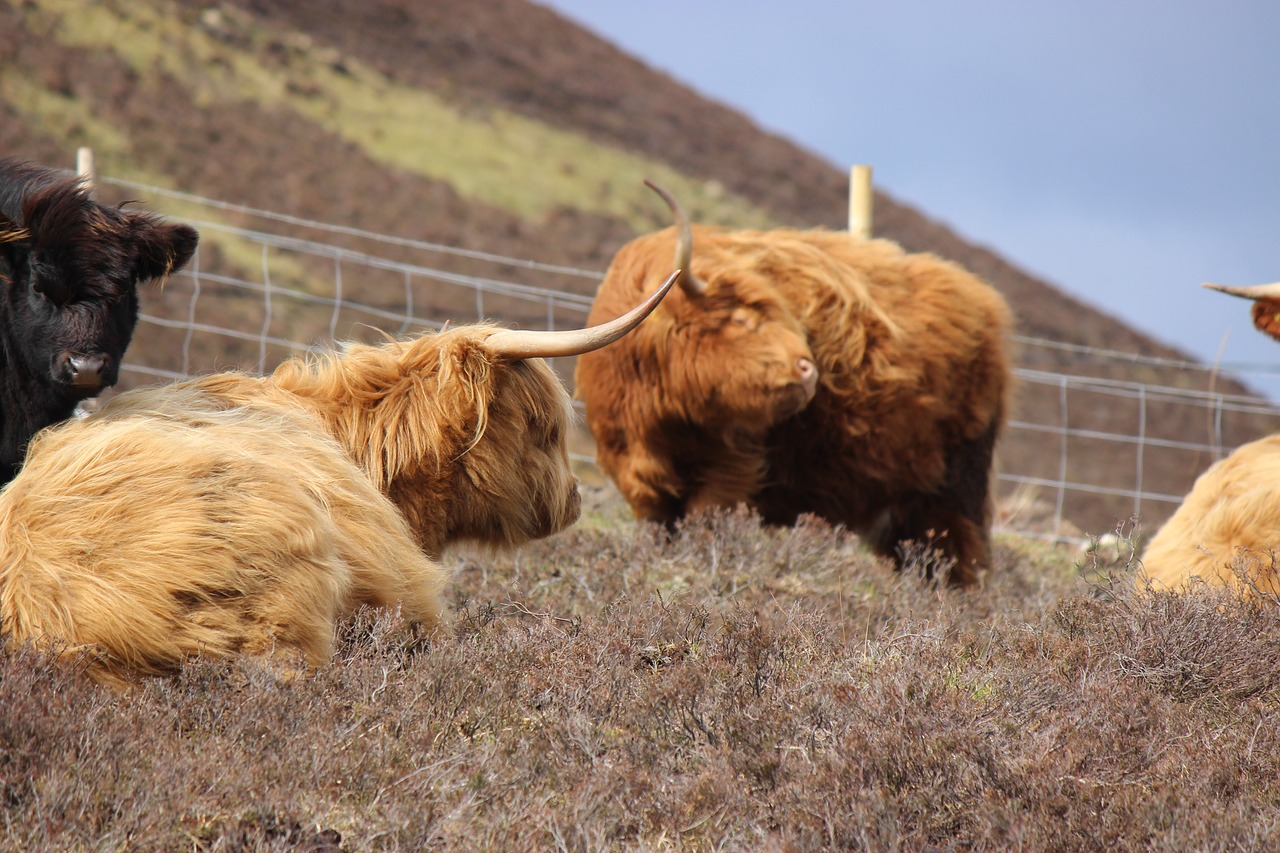highland cattle cows croft free photo