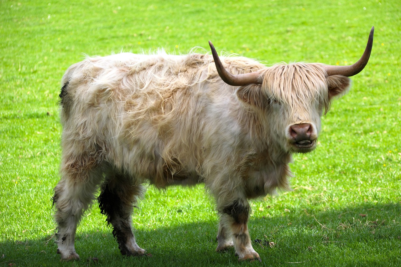 highland cattle white cattle scottish free photo