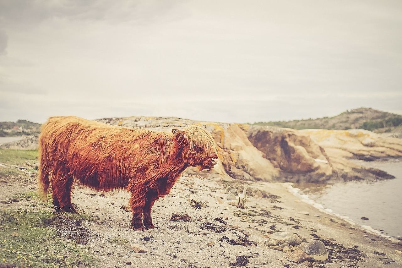 highland cattle cattle cow free photo