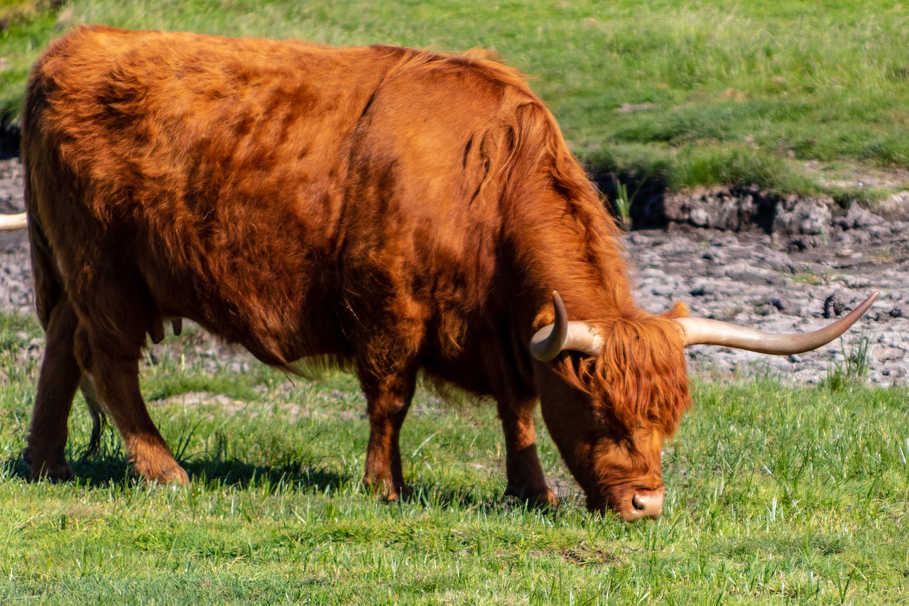 highland cattle  scottish  mother's free photo