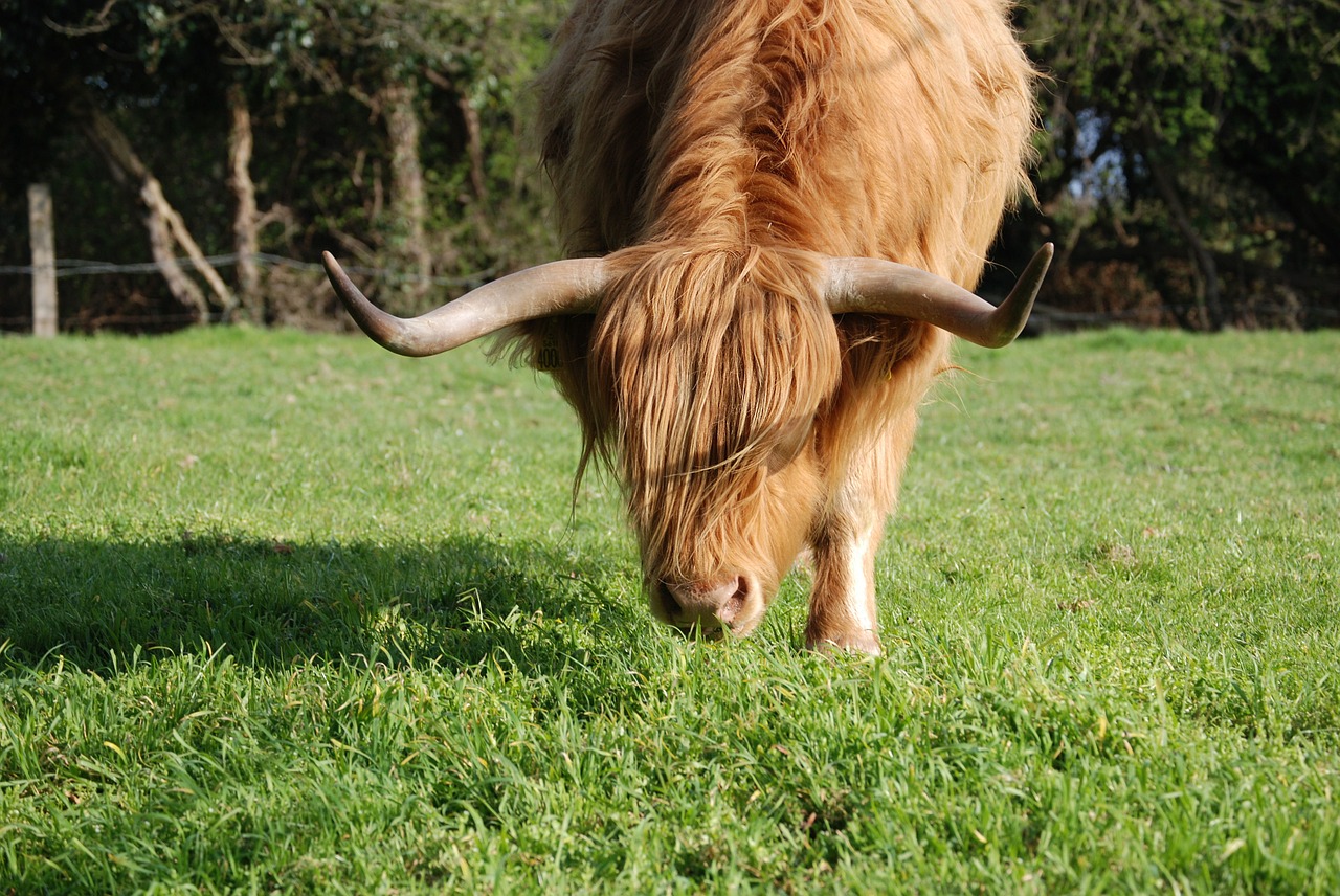highland cattle cattle cow free photo