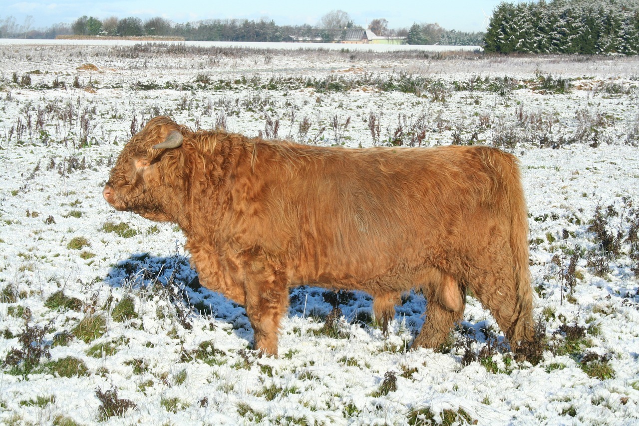 highland cattle cattle scottish highland cattle free photo