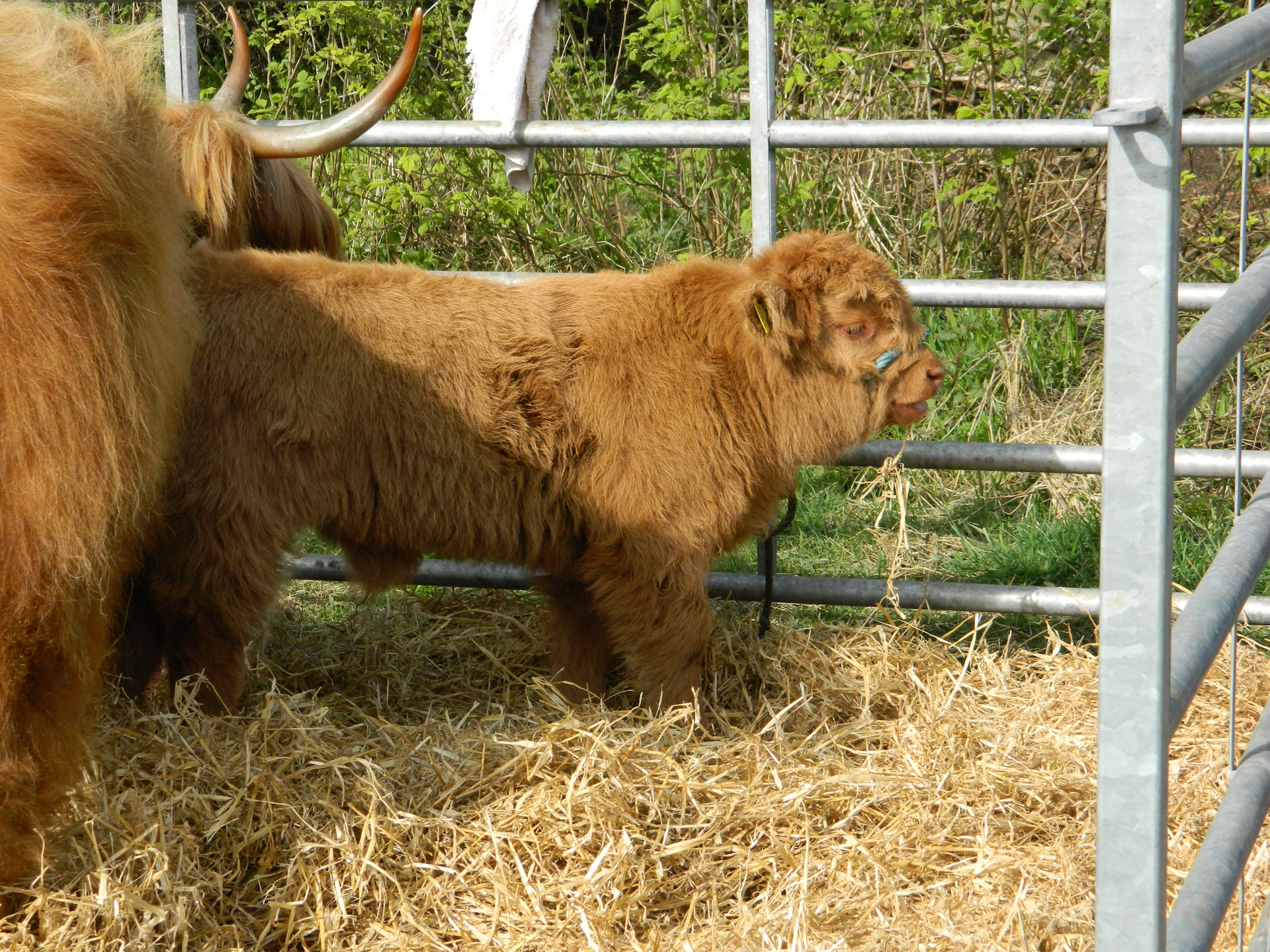 highland cattle show free photo