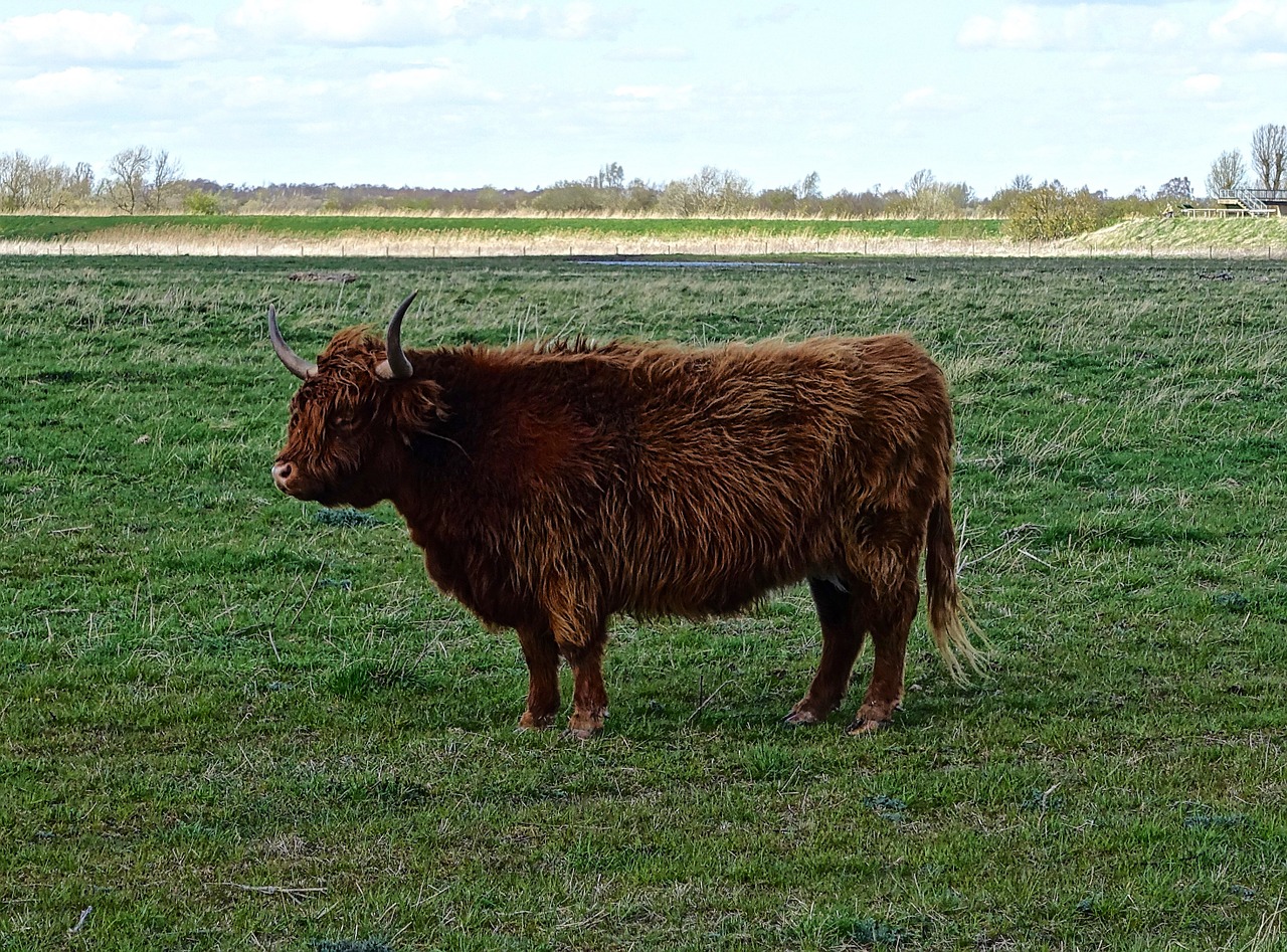 highland cow bull cattle free photo
