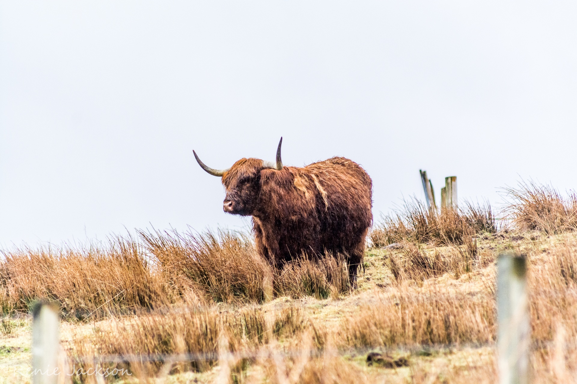 scotland cow landscape free photo