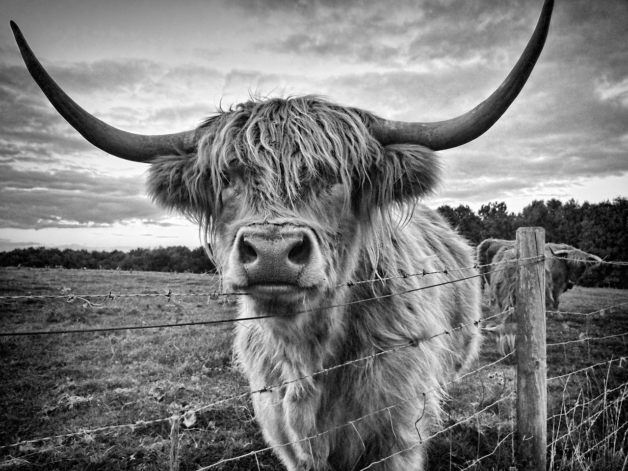 highland cow cow animal free photo