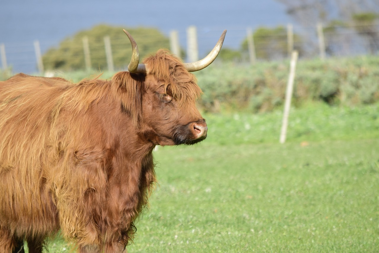 Edit free photo of Highland cow,cow,brown cow,horns,animal - needpix.com
