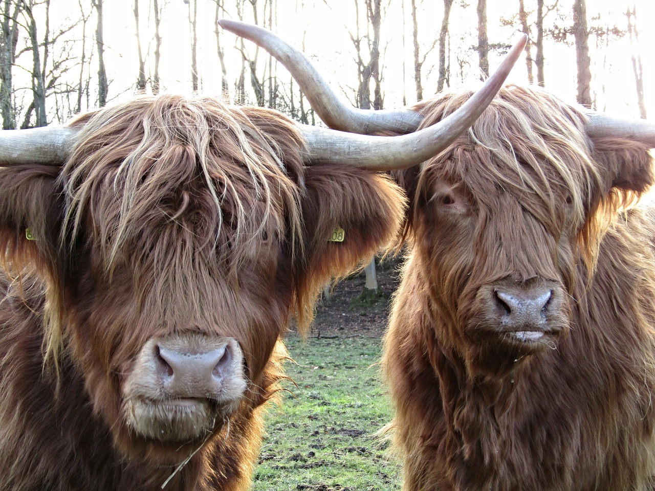 highland cow coo scotland free photo