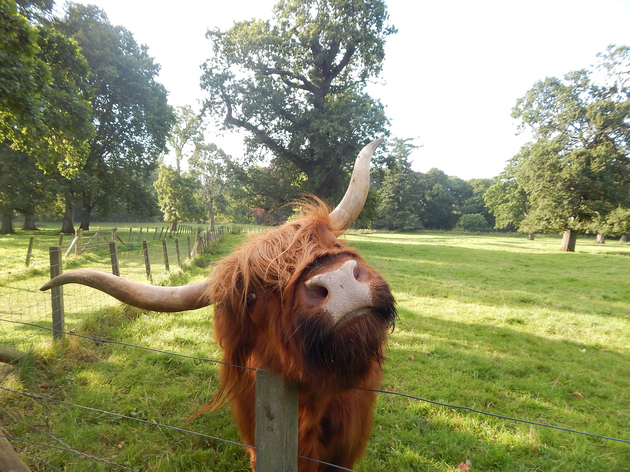 highland cow glamis field free photo