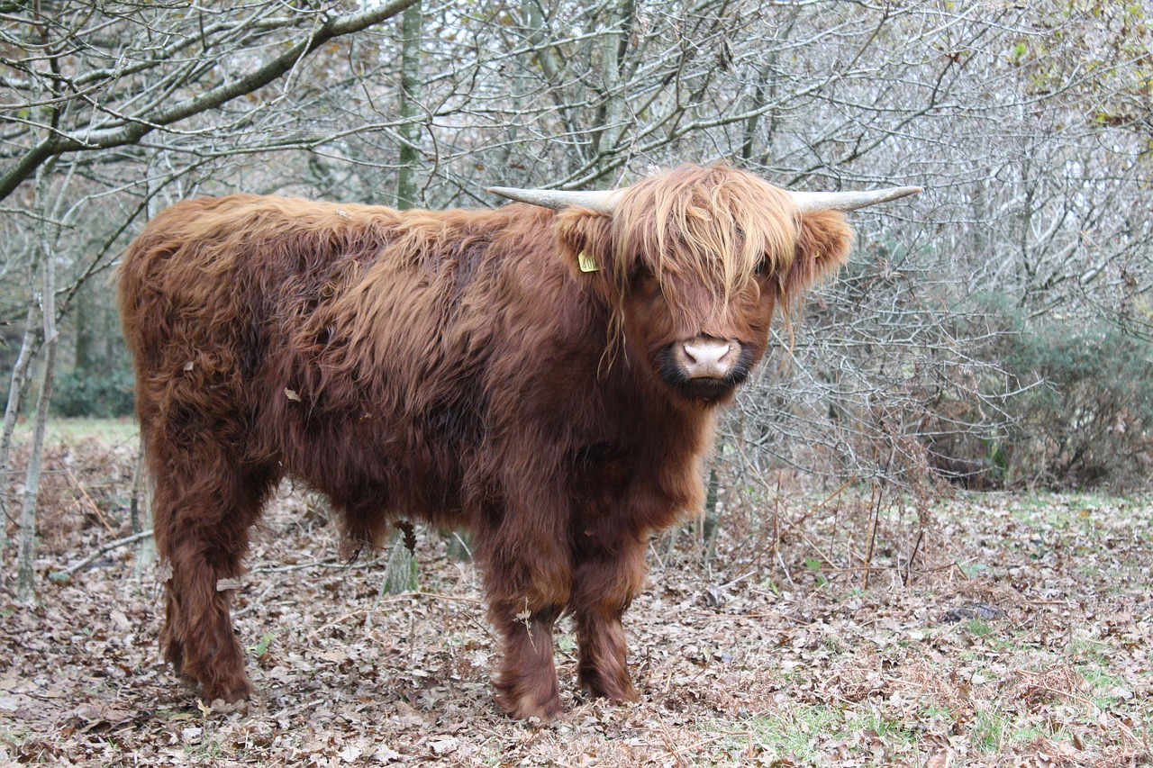 highland cow cattle cow free photo