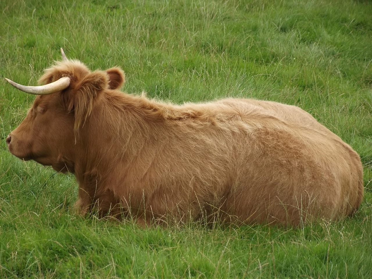 highland cow horns cow free photo