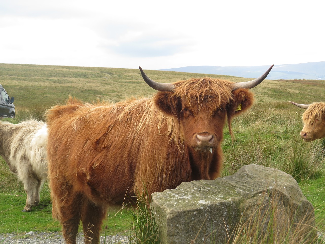 highland cow domestic animal farm free photo