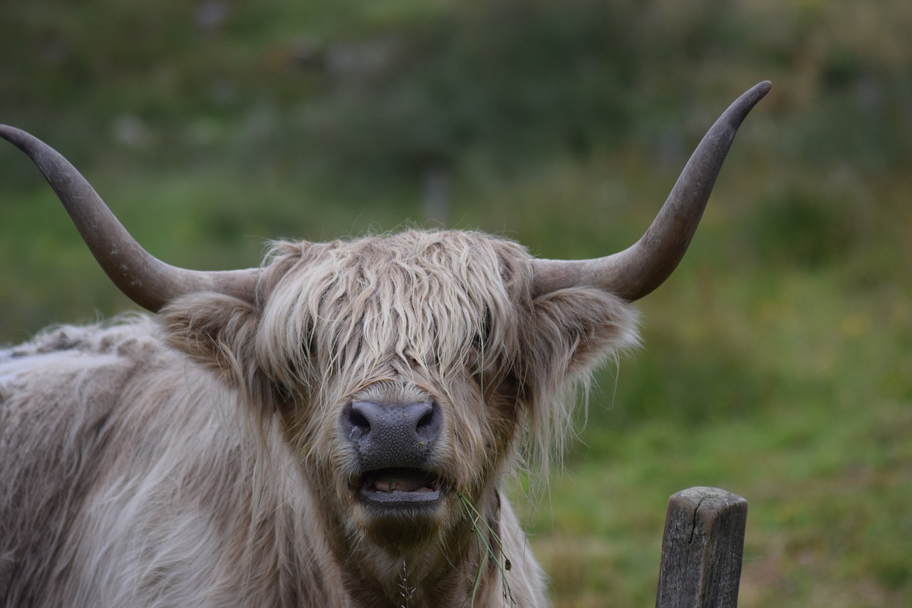 highland cow  cow  animal free photo