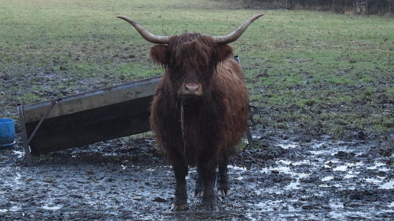 highland cows  scotland  winter free photo