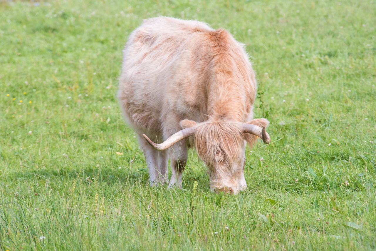 highland-rinder beef cow free photo