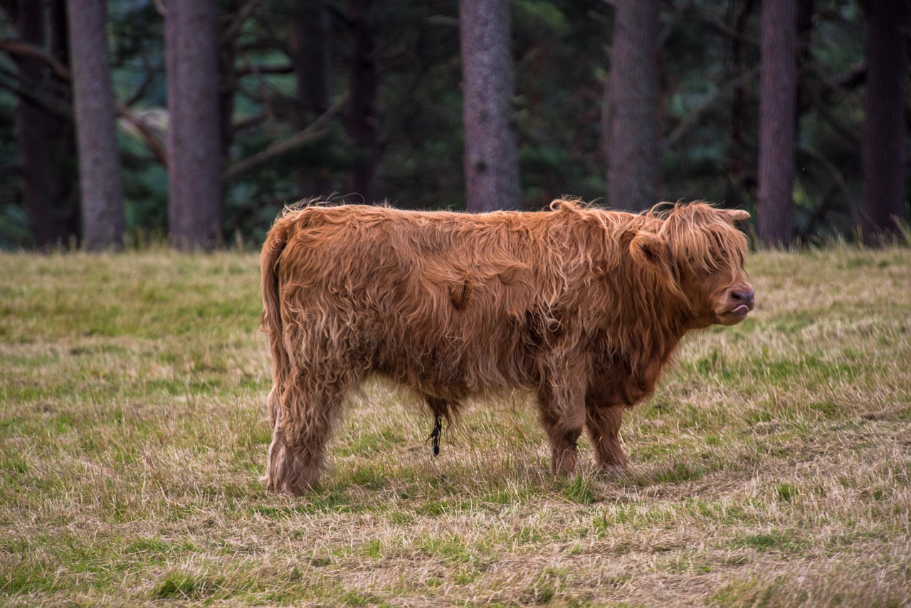 highland-rinder beef cow free photo