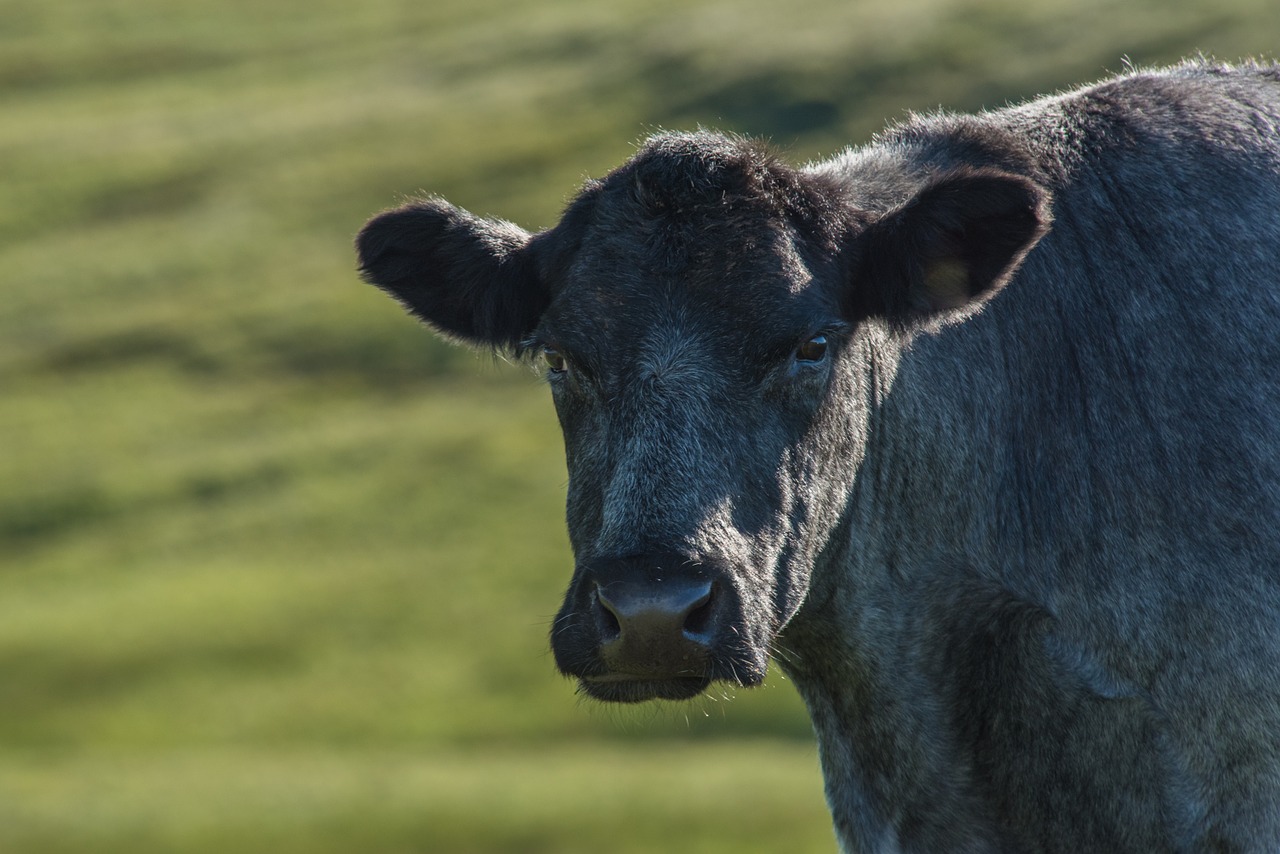 highland-rinder beef cow free photo