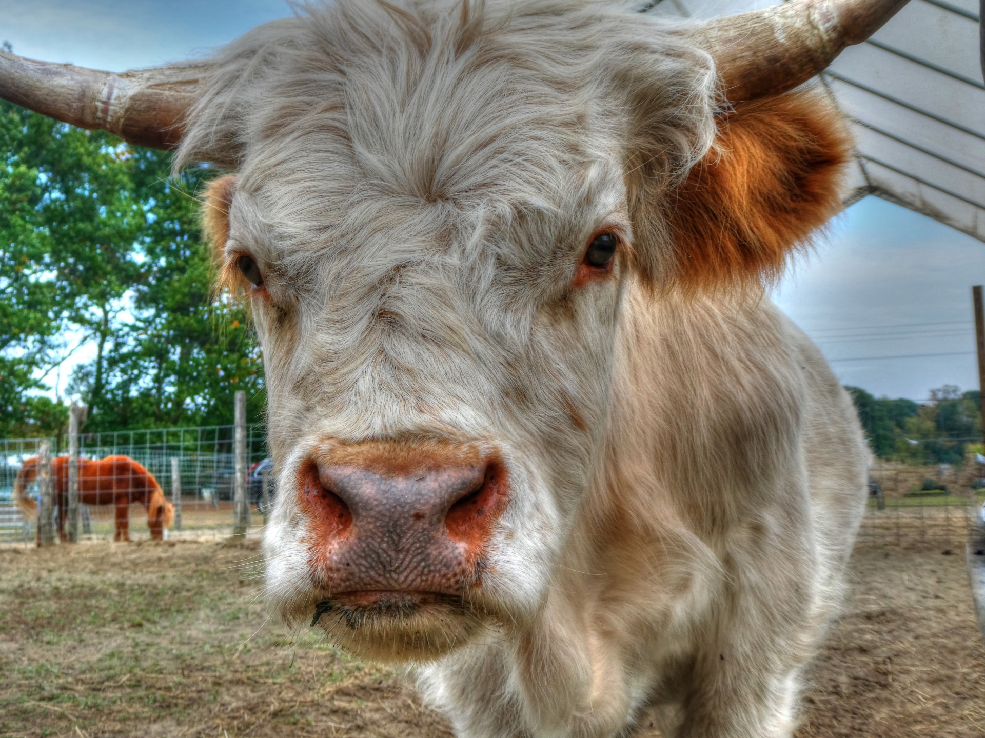 highland steer cattle cow free photo