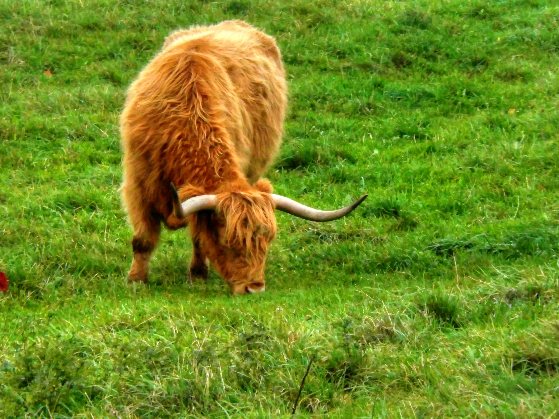 highland steer cattle cow free photo