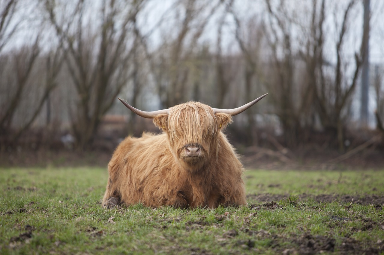 highlander nature cow free photo