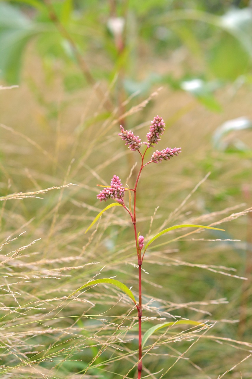 highlander plant pink free photo