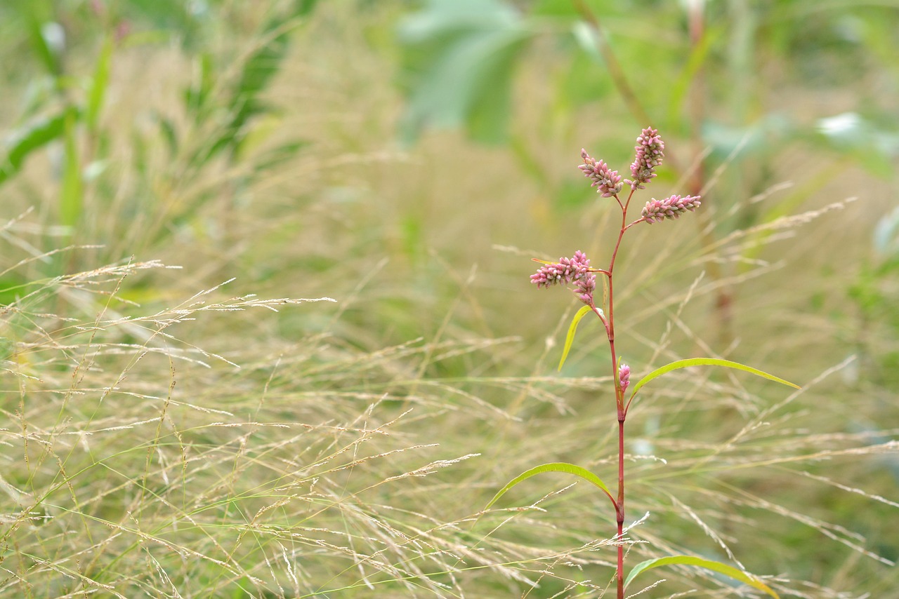 highlander plant pink free photo