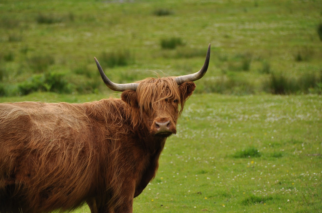 highlander cow scotland free photo