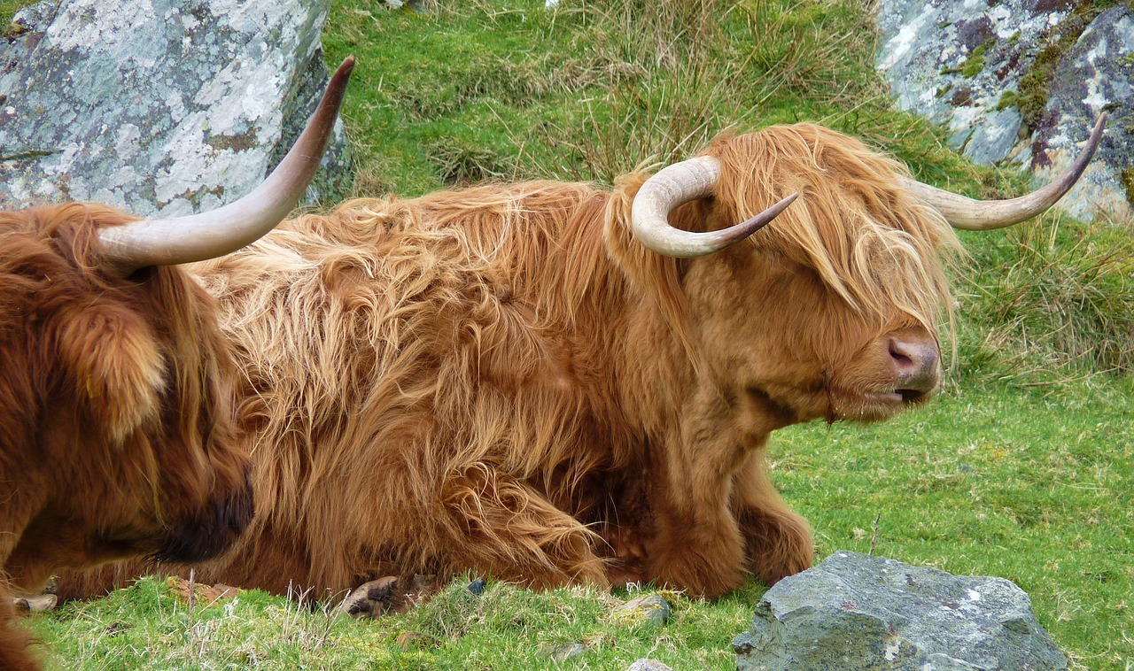 highlandrind animal cow free photo