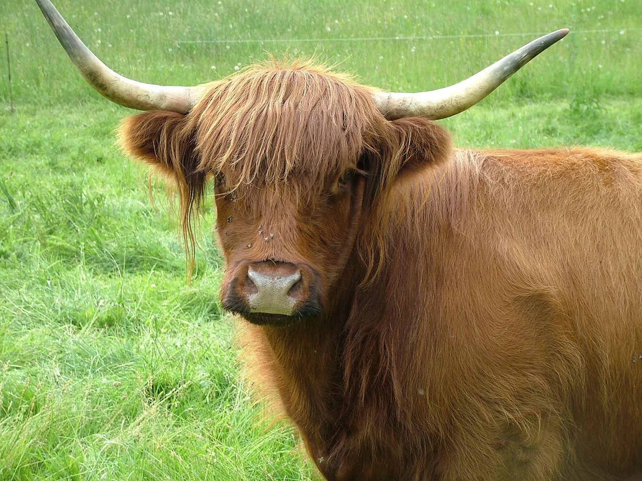highlandrind cattle cow free photo