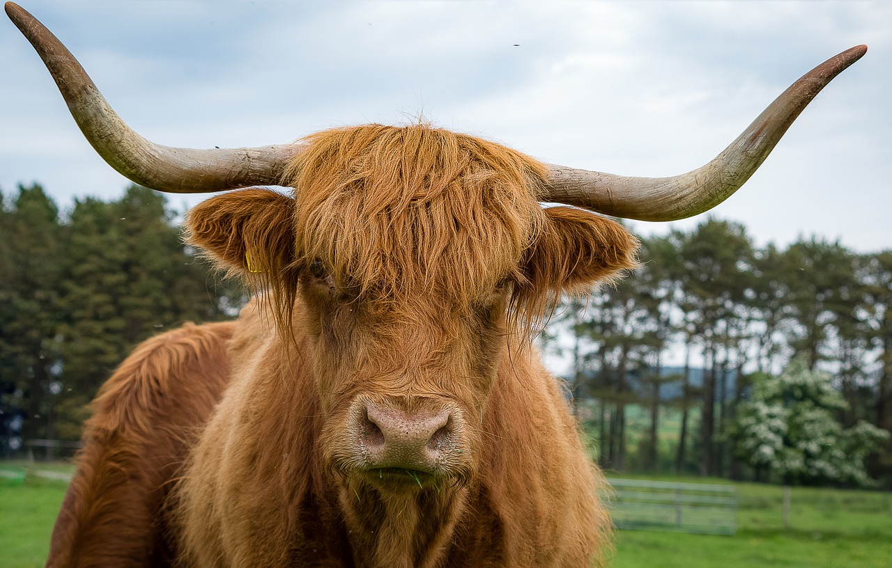 highlandrind  beef  highlands and islands free photo