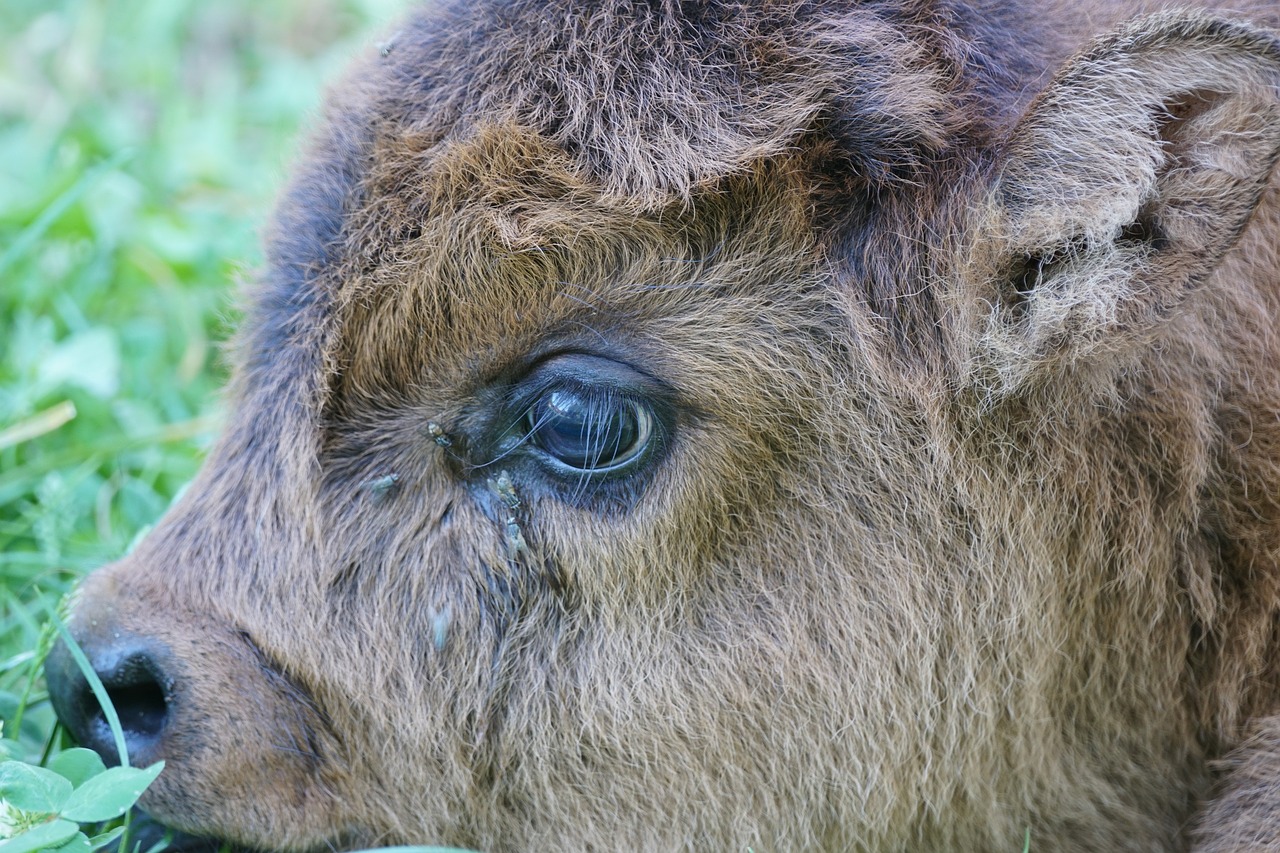 highlands beef young animal free photo