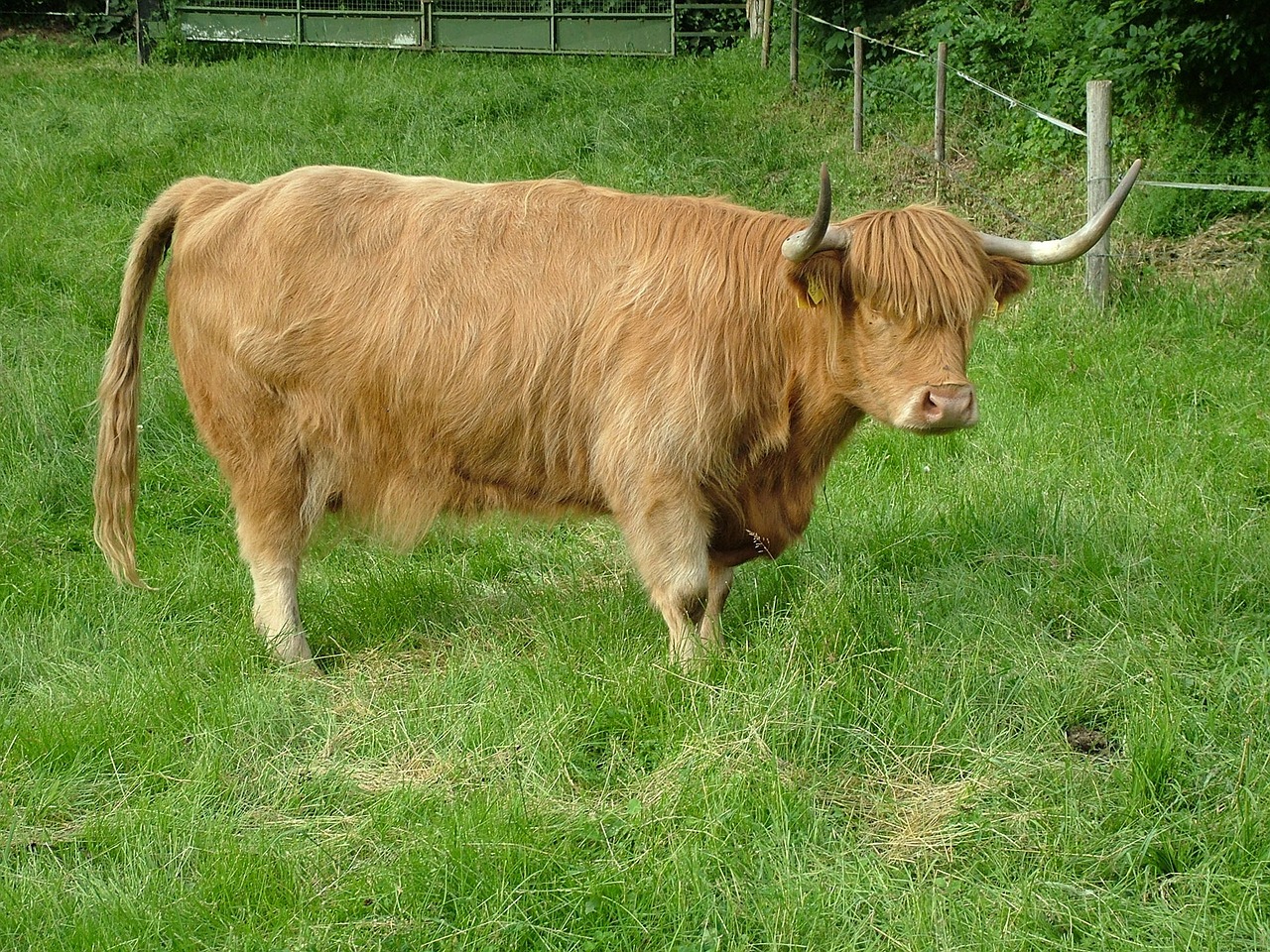 highlands beef cattle free photo