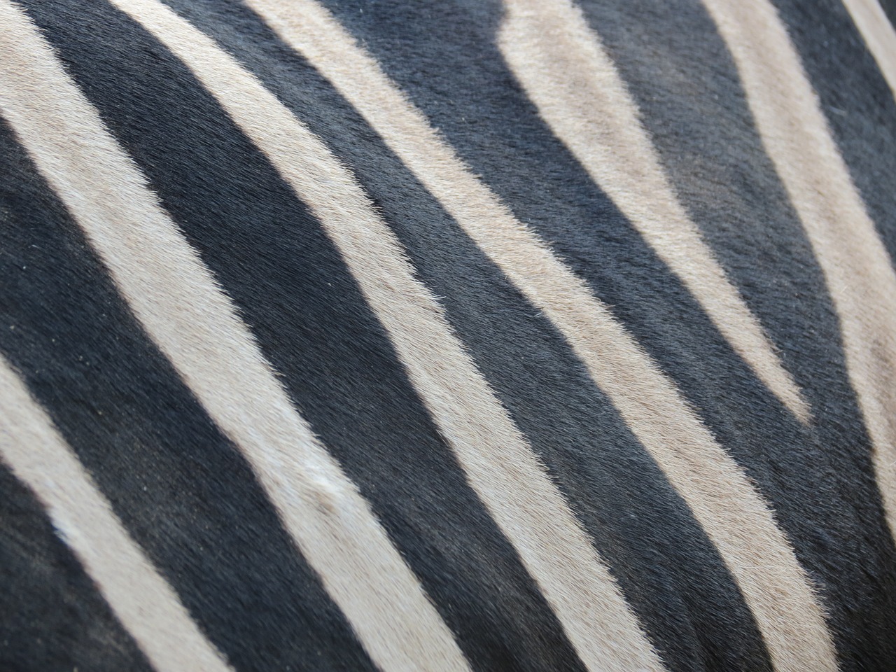 highlights zebra black and white free photo