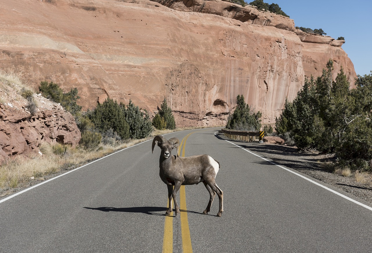 highway  sheep  bighorn free photo