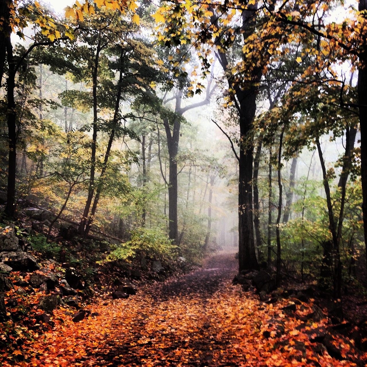 hike trail woods free photo