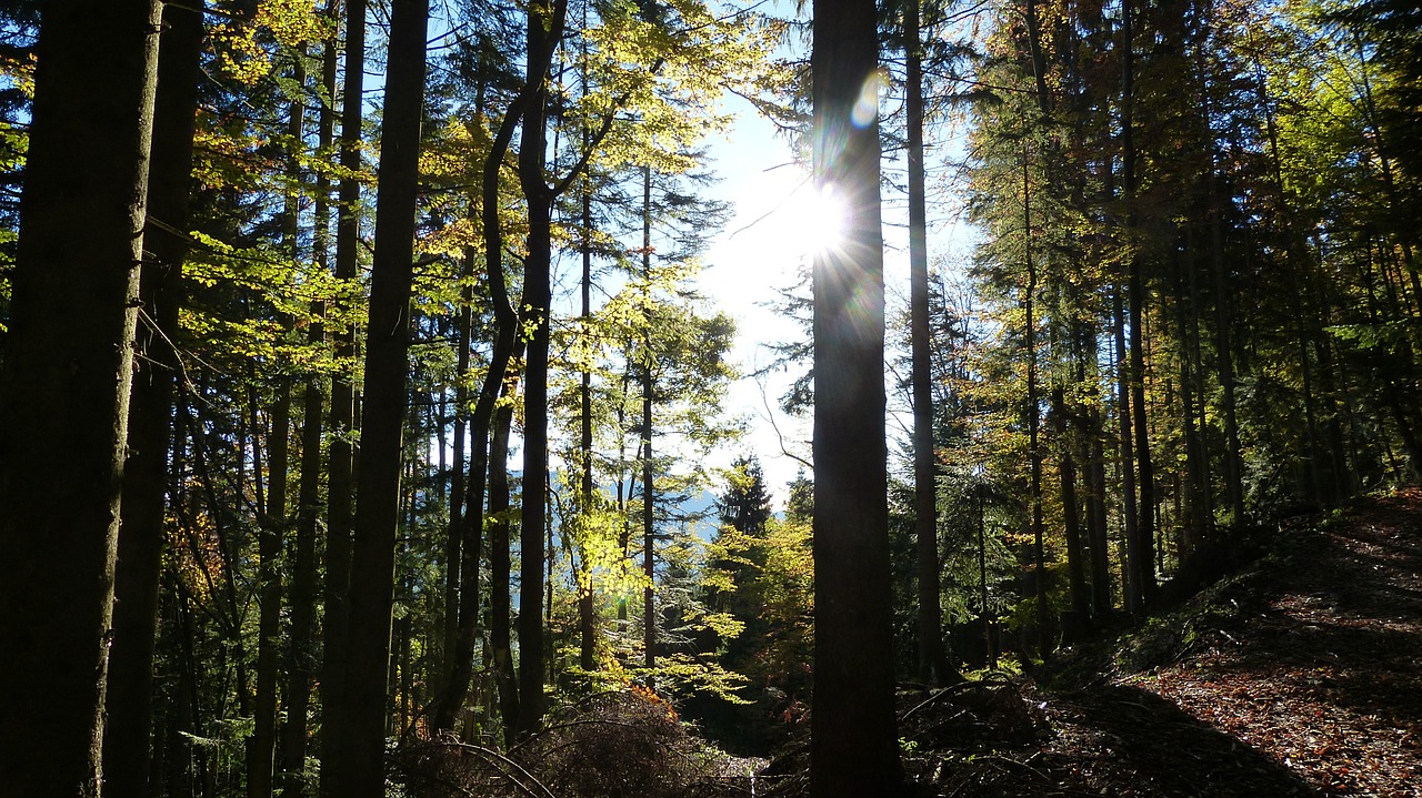 hike trees landscape free photo